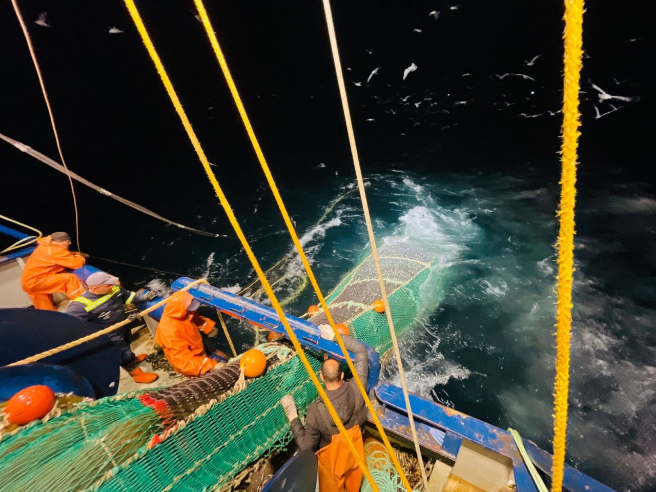 Xəzər dənizində balıq ehtiyatlarının qiymətləndirilməsi üzrə ekspedisiya yekunlaşıb - FOTOLAR